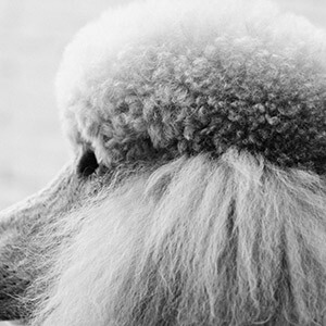 处理异地违章罚款_异地违章罚款处理流程_违章处理